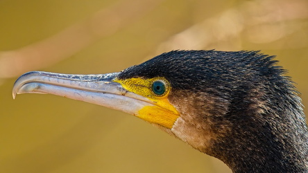  A742381